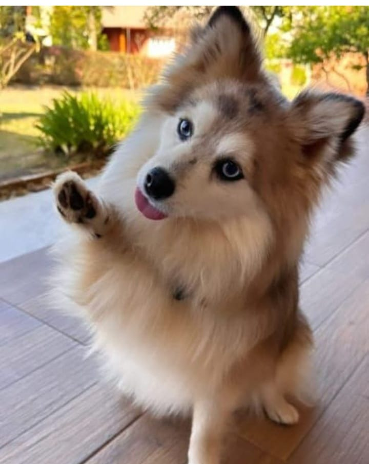 imagem_2024-10-11_152433020